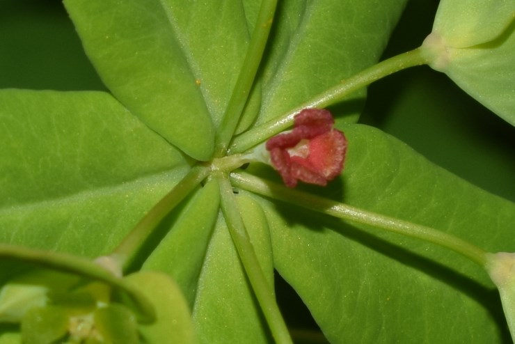 Euphorbia dulcis